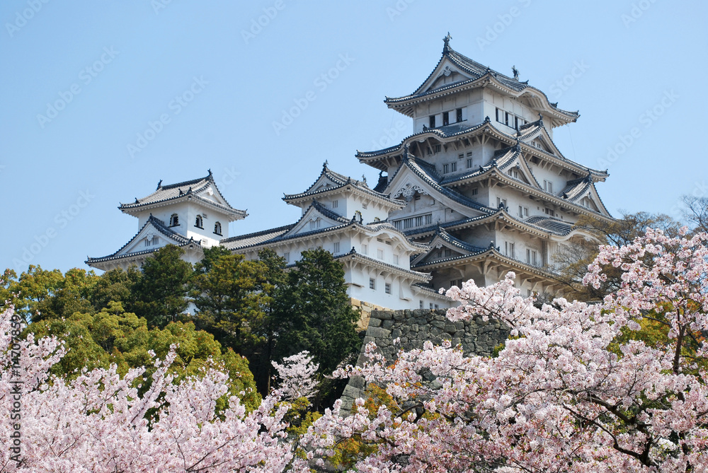 Fototapeta premium Himeji Castle during cherry blossom