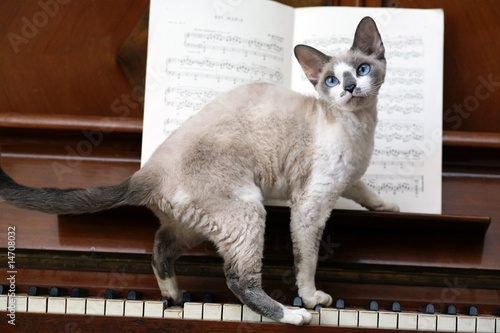 Cat and the piano.