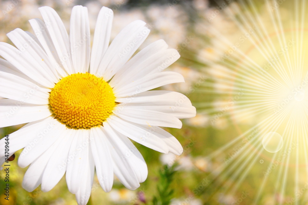 Fototapeta premium flower and sun