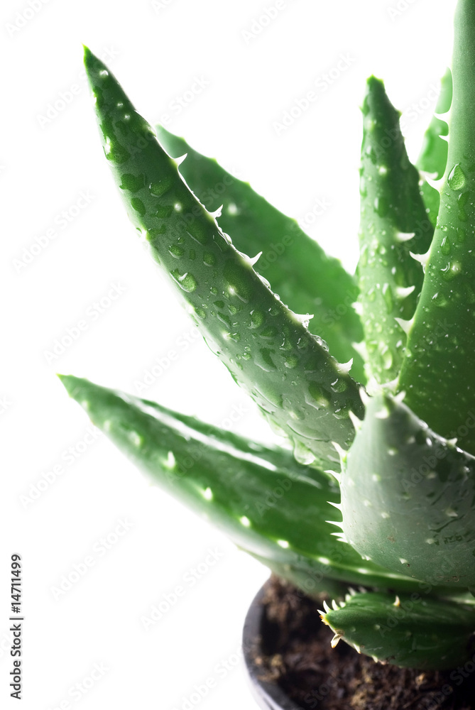 Aloe Vera Aloe Vera
