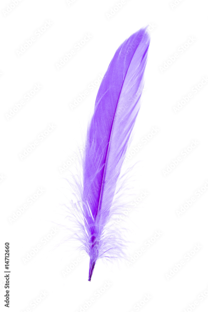 Blue Feather Blue Feather