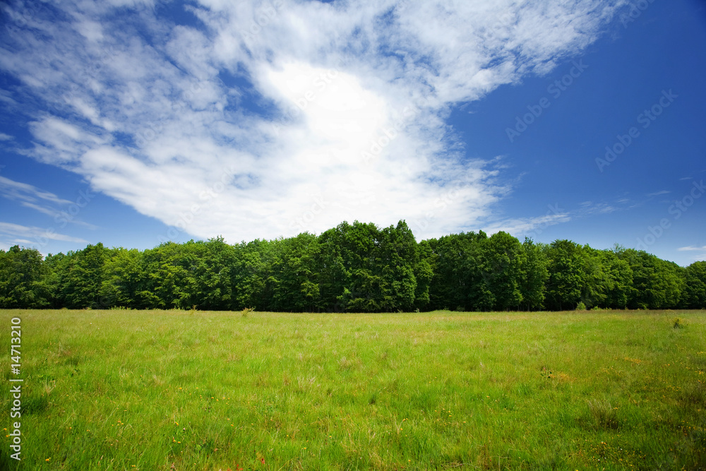 Meadow and forest Meadow and forest