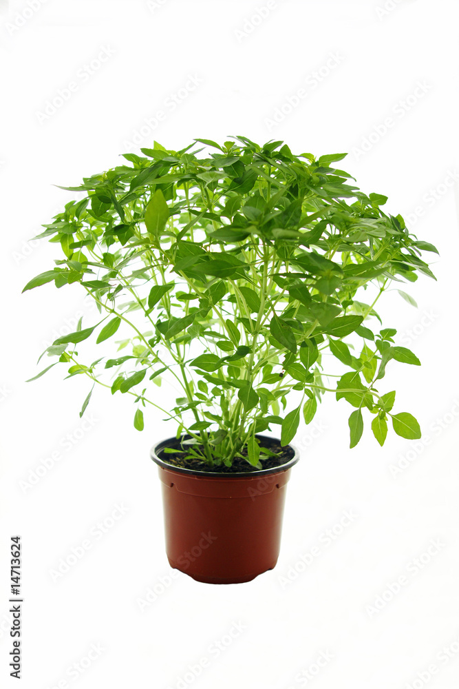 Pot de basilic Pot de basilic