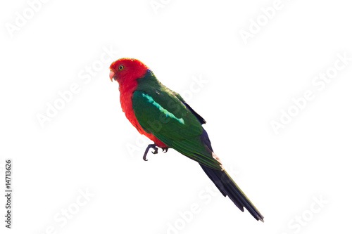 King parrot isolated on white