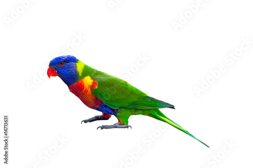 Fotografi Rainbow lorikeet isolated on white