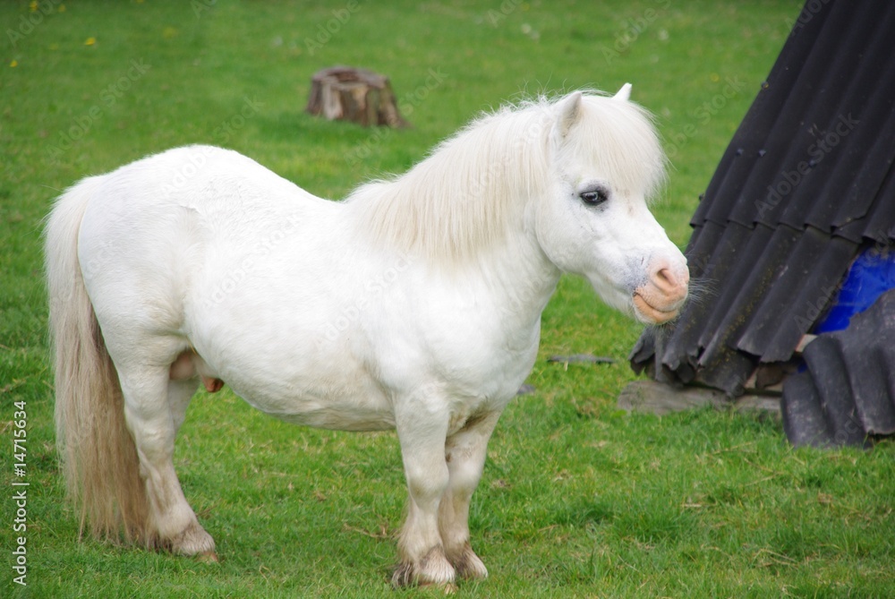 White miniature pony in field Stock Photo Adobe Stock