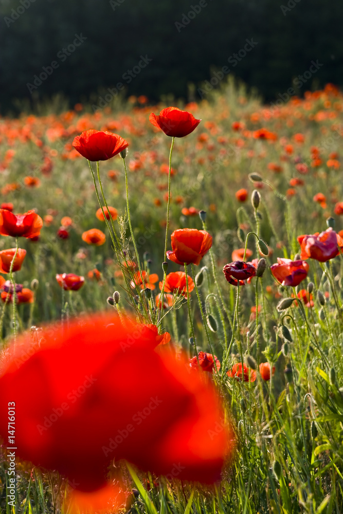 Fototapeta premium poppies field
