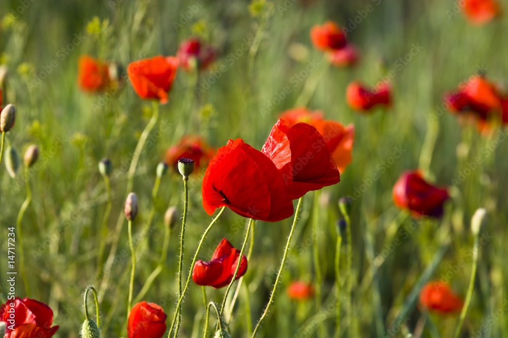 Fototapeta premium poppies field