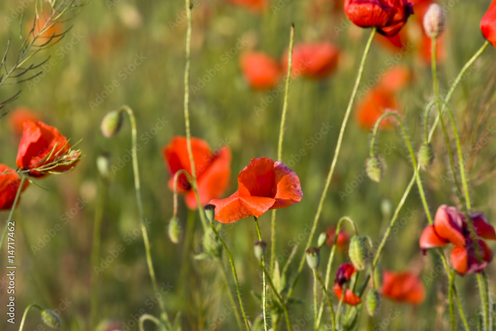 poppies field