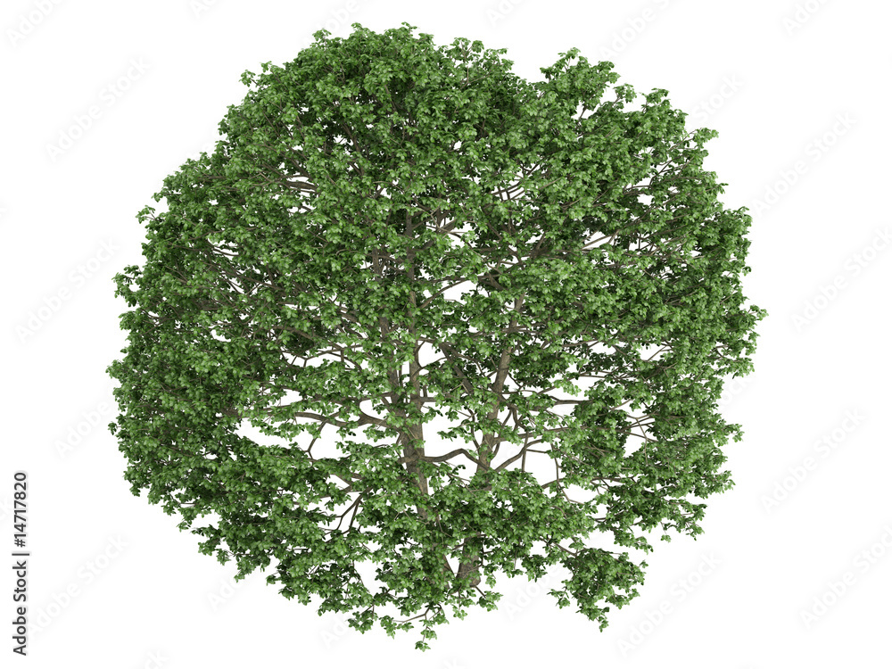 Obraz premium Alder (Alnus)