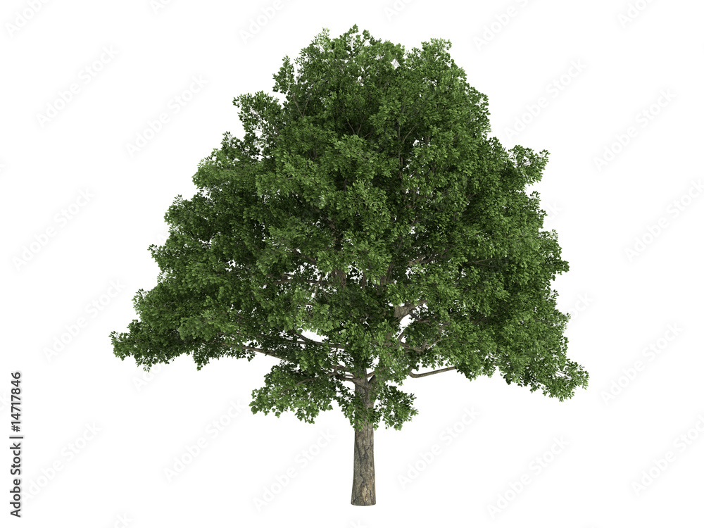 Fototapeta premium Oak (Quercus)