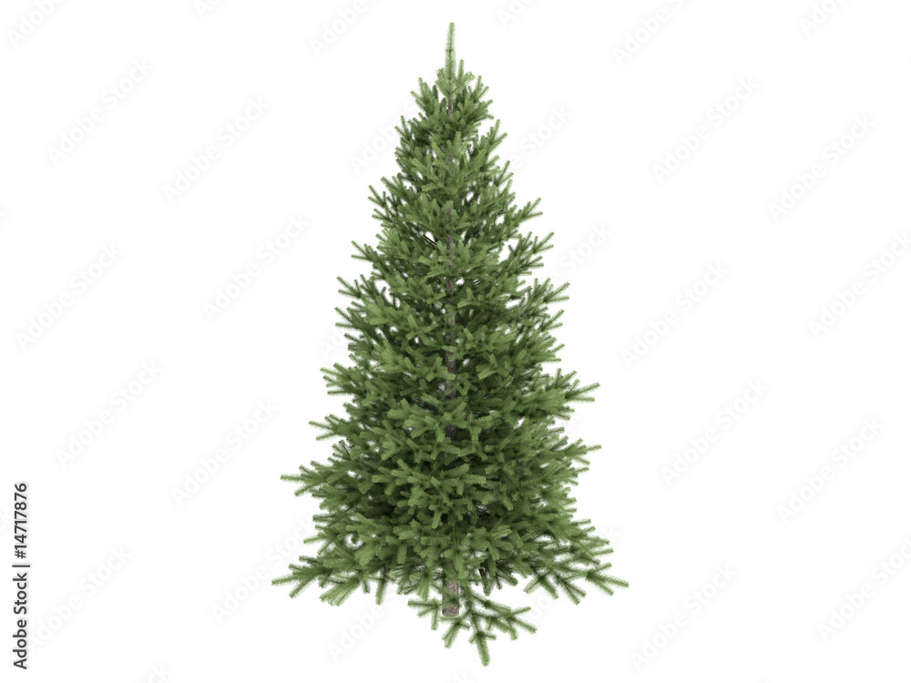 Fototapeta premium Spruce (Picea)