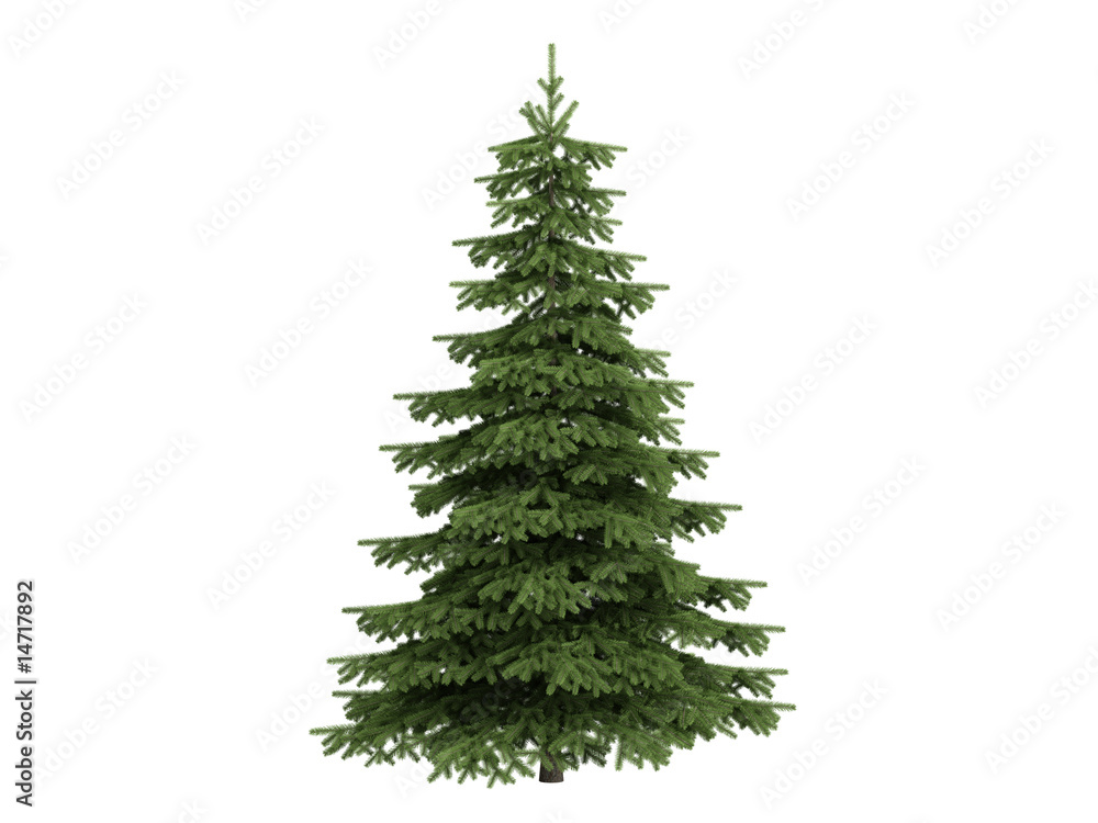 Fototapeta premium Spruce (Picea)
