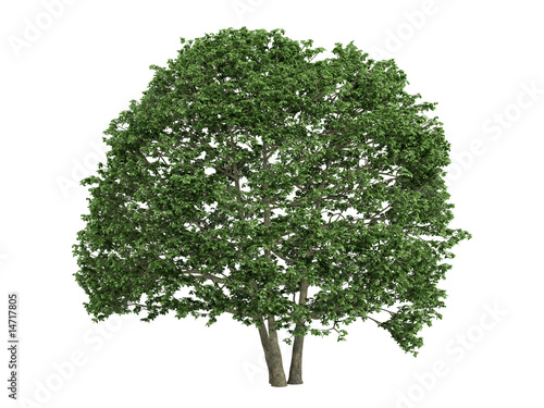 Фотография Alder_(Alnus)