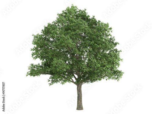 Oak_ Quercus_robur 