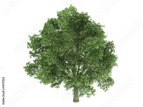 Oak (Quercus robur)