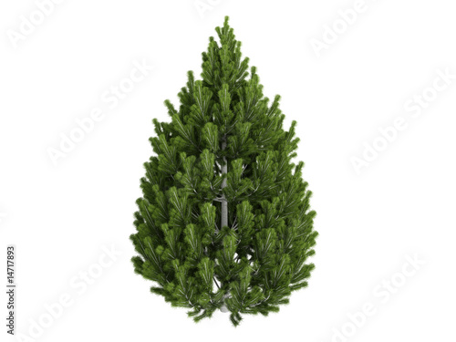 Pine (Pinus leucodermis) photo