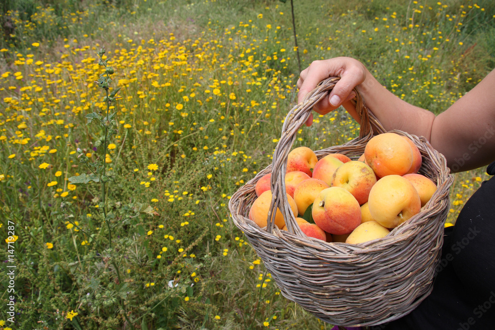 Picking apricots