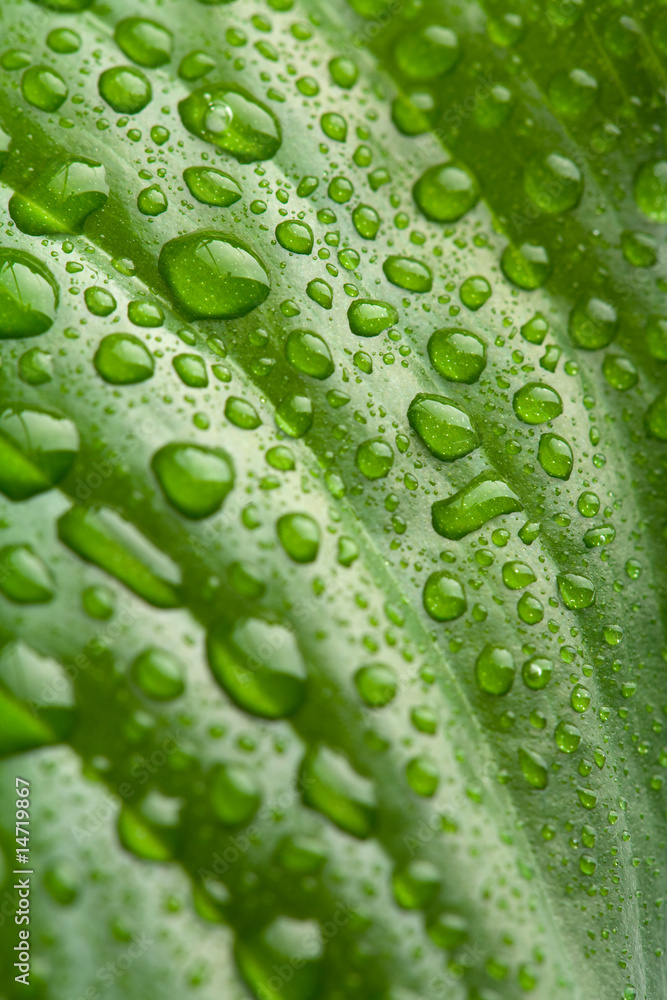fresh green leaf with water droplets fresh green leaf with water droplets