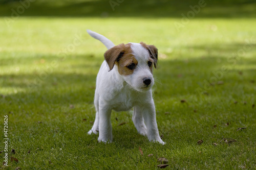 Parson Jack Russell Terrier Jack Russel Terrier Welpe © Alexander Arns