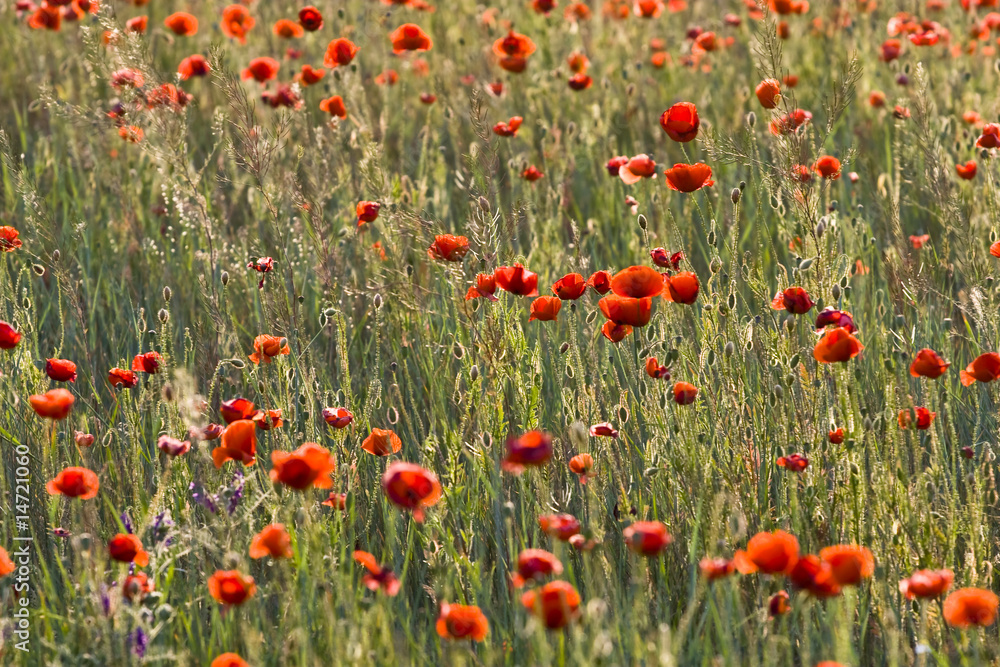 Fototapeta premium poppies field