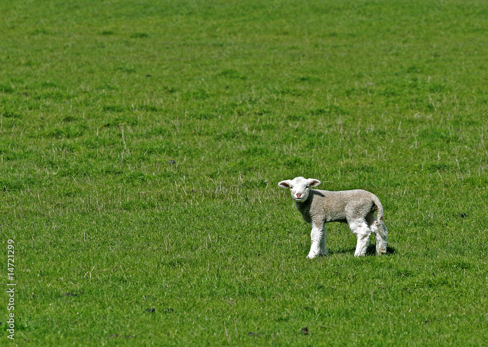 Obraz premium green meadow