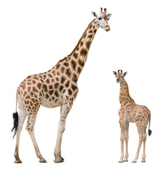 Leinwandbilder Giraffe Giraffenmutter mit Jungtier in Natur  © Valerii Kaliuzhnyi