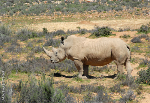 Big Wild RHINO