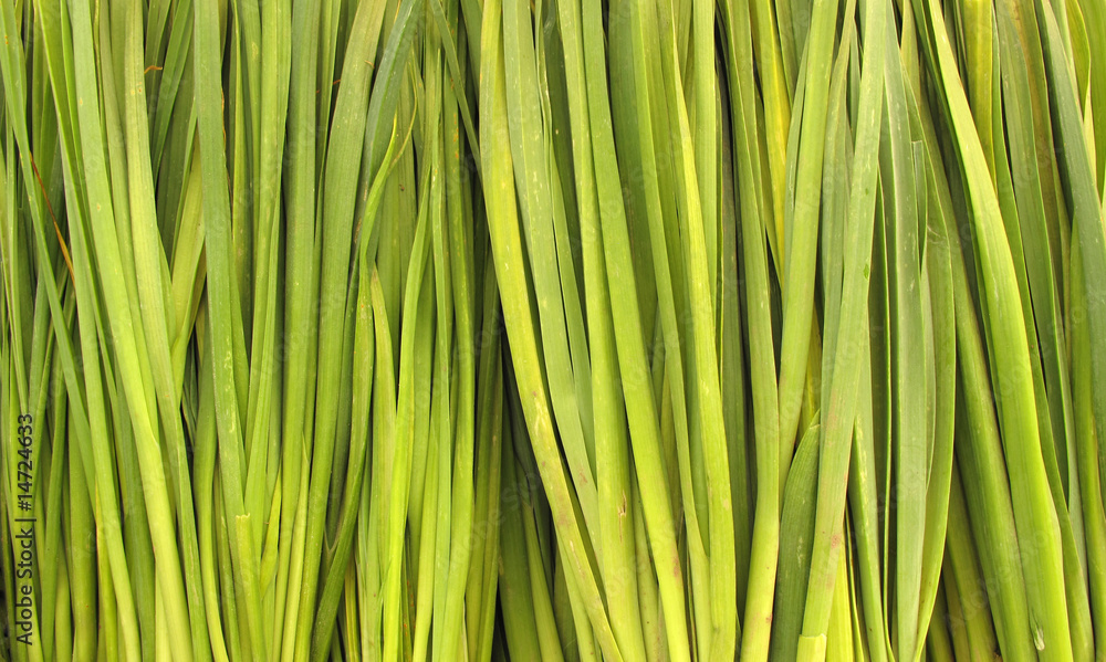 Scallion leaves Scallion leaves