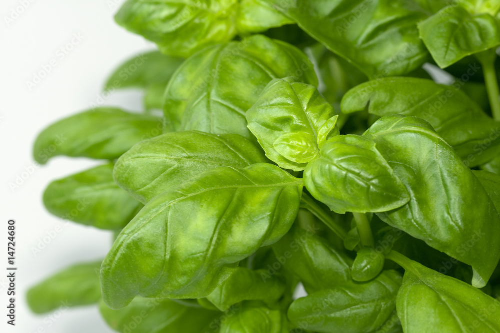 green basil green basil