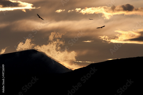 montagne vautour baronnies drôme oiseau rapace soleil