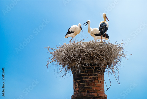 Stork Nest