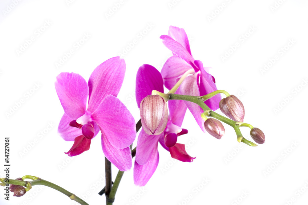 orchid orchid