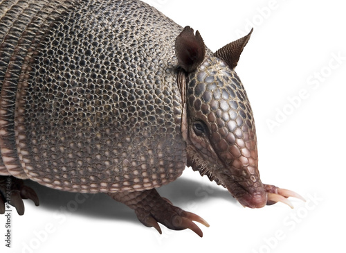 Cuadro en lienzo Armadillo