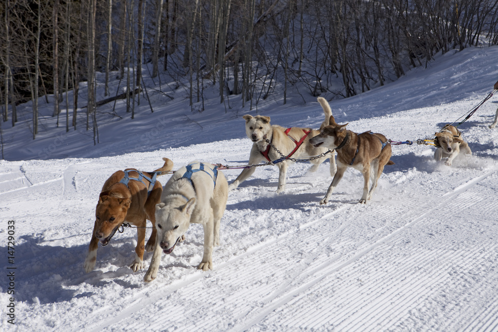 Naklejka premium Dog Sled Team In Training