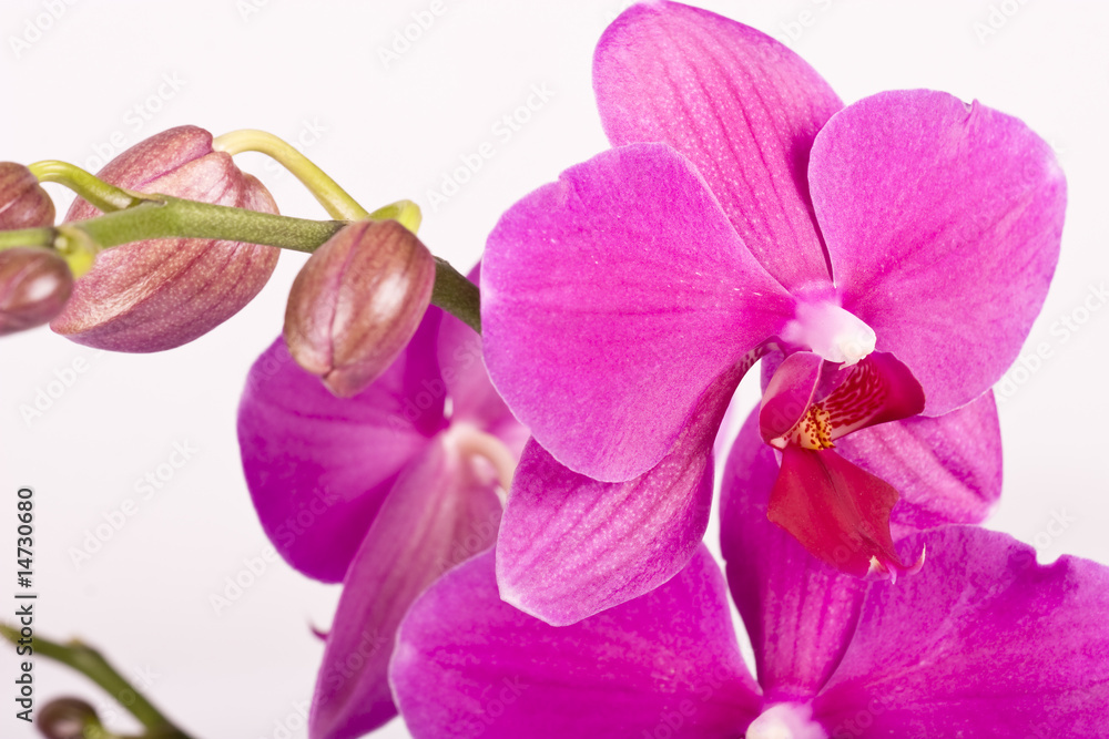 Obraz premium orchid