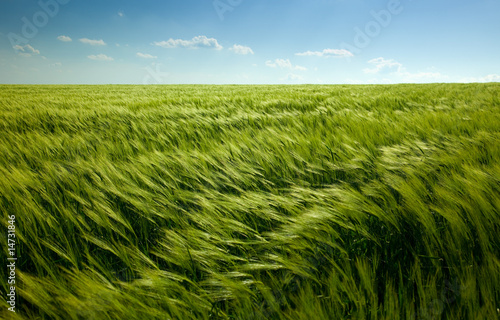 green wheat field and cloudy sky