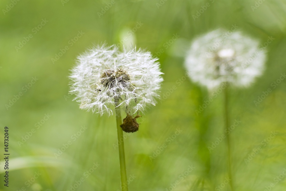 White dandelion on a green background White dandelion on a green background