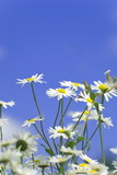 camomile on a background sky