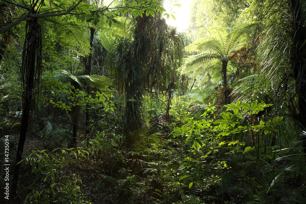 Dense tropical jungle forest - obrazy, fototapety, plakaty 