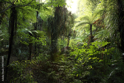 Fotografia, Obraz Dense tropical jungle forest