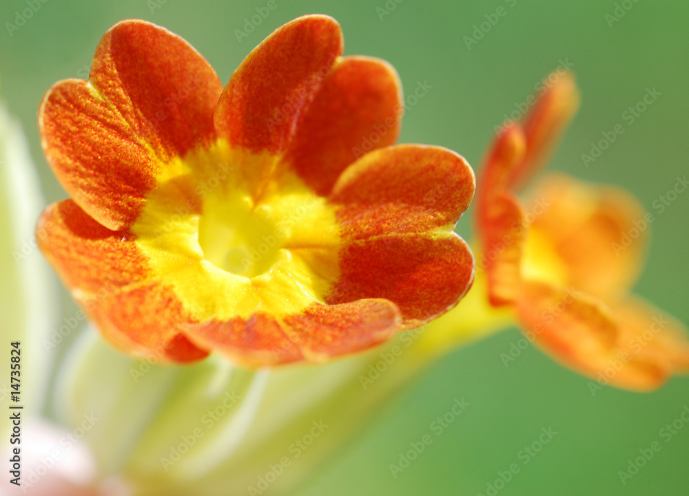 Cowslip macro Cowslip macro