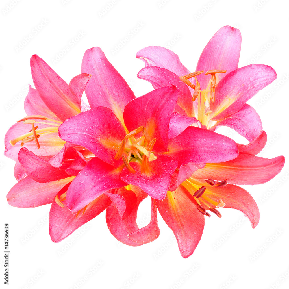 pink lilly