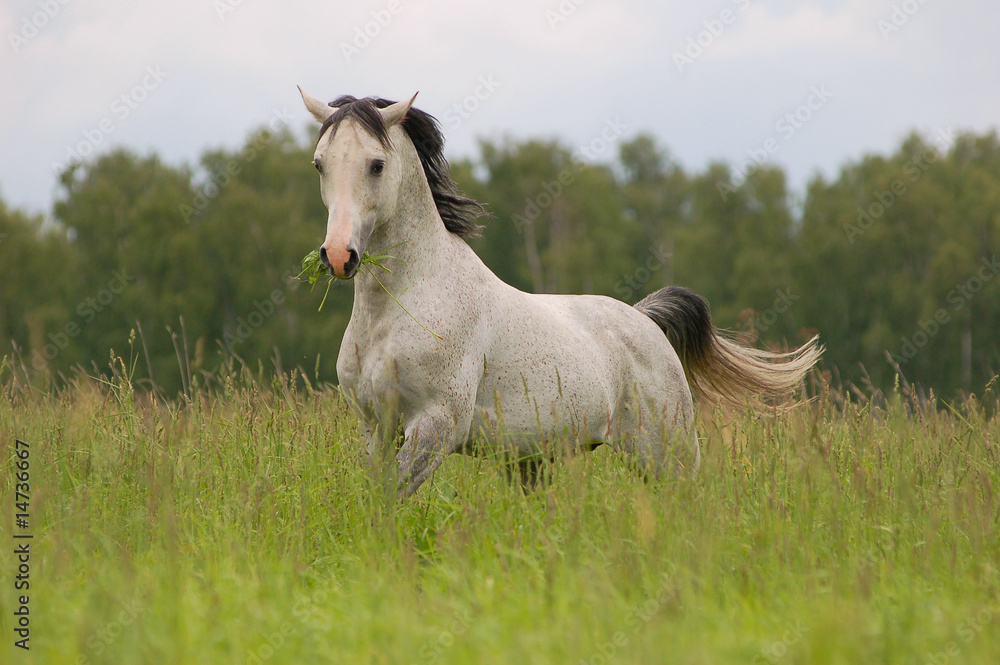 Obraz premium arab stallion on field