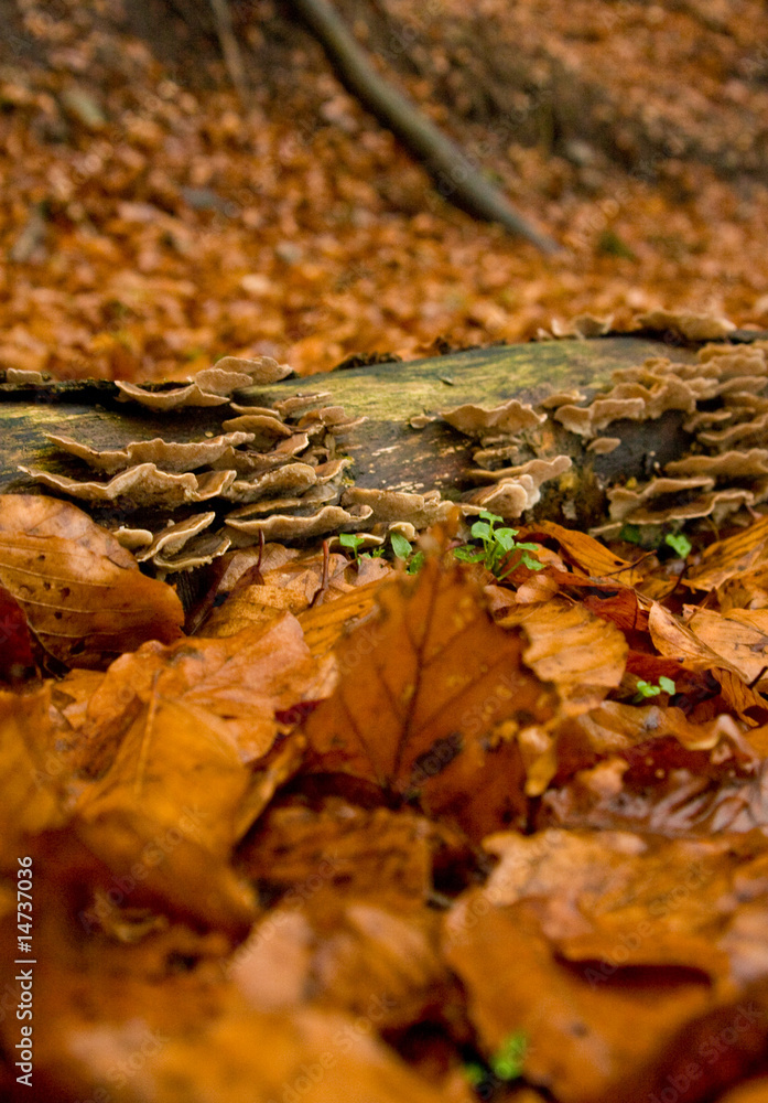 Autumn forest close up Autumn forest close up