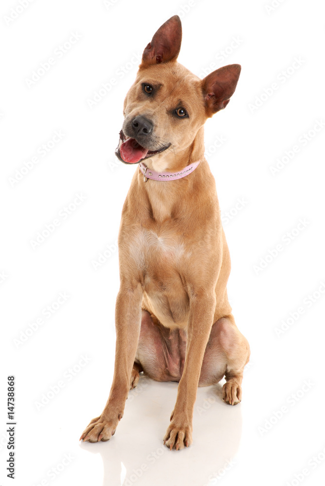 Thai Ridgeback Dog isolated on white background Thai Ridgeback Dog isolated on white background