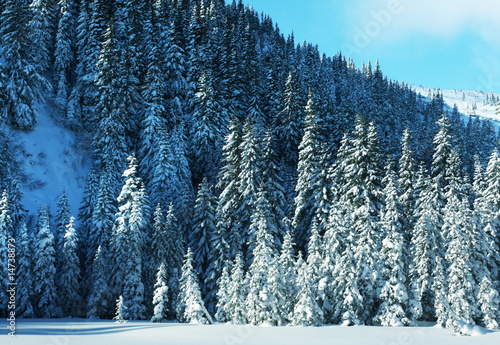 Winter forest
