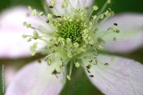 Tableau sur toile murier