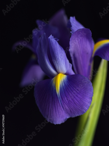 Fototapeta Naklejka Na Ścianę i Meble -  Purple Flower on Black background 4