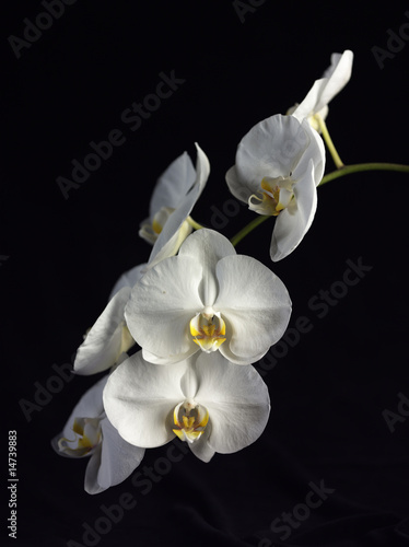 Orchids on Black Background 3